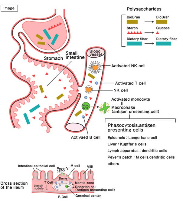 Biobran MGN-3 - absorption