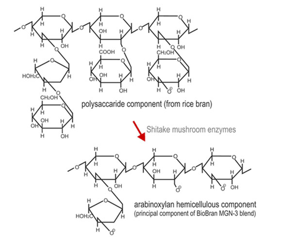 schema of BioBran